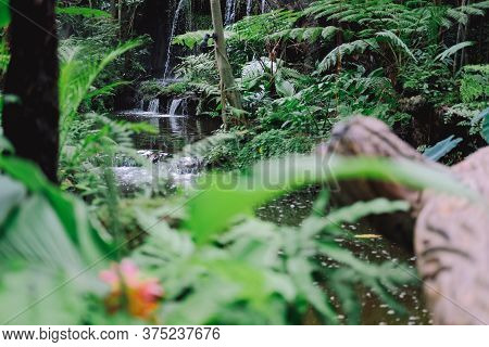 Watefall & Pond Plant Tree In Garden Park