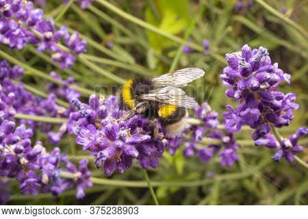 Bumblebee On Purple Flowers. Macro Photo Of Bumblebee On Lavender. Close Up Shot Of The Insect.