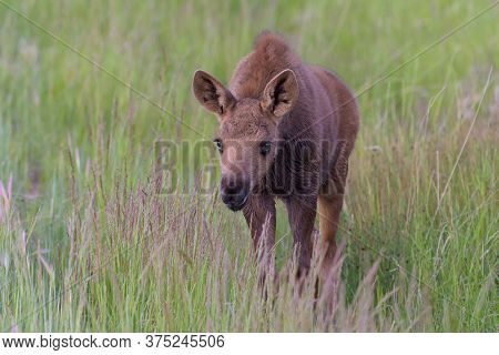 Wild Moose Living In The Forests Of The Colorado Rocky Mountains. Moose Calf In Tall Grass