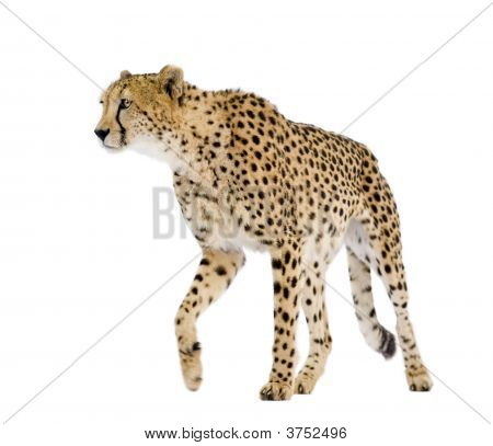 Gepard - Acinonyx Jubatus
