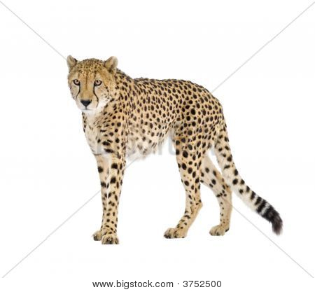 Cheetah - väritykseltään Leopardia Jubatus