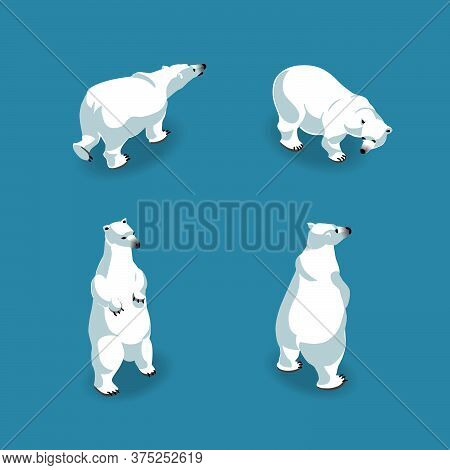 Polar Bears In 4 Poses In Isometry. Goes, Stands, Front And Back. Vector Illustration. Isolated