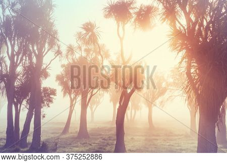 Unusual native Cabbage trees at the misty morning
