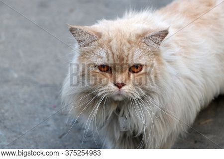 Persian Cat In Brown And White Color On The Concrete Floor. The Persian Cat Is A Long-haired Breed O