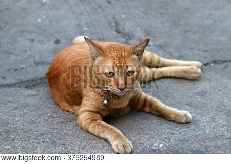 Striped Cat Lying Down On The Concrete Ground. Orange Color Of Cat Sleep On The Mortar Floor.