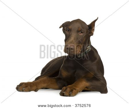 Doberman Pinscher