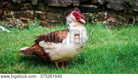 Portrait Of Muscovy Duck Cairina Moschata. Domestic Duck. Male Muscovy Duck Drake.