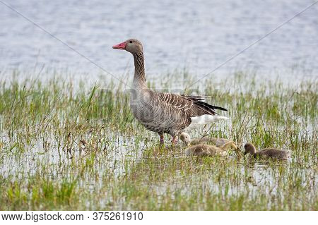 Greylag Goose Mother With Juvenile Goslings Standing On Water.
