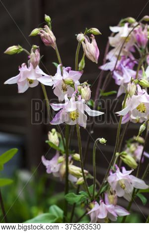 Plae Pink Aquilegia Flowers Closeup In Spring Garden.