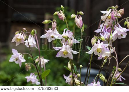 Plae Pink Aquilegia Flowers Closeup In Spring Garden.