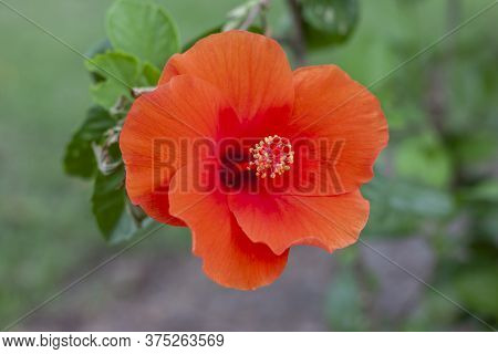 Orange Hibiscus Flower, Chinese Rose Or Chaba Flower Bloom On Blur Nature Background.
