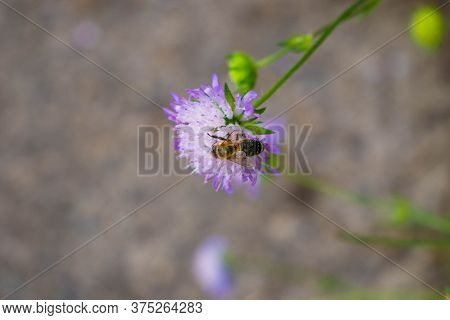 Photography Of A Lonely Sfere Flower On Which An Insect Sits And Drinks Nectar. Blurred Background S