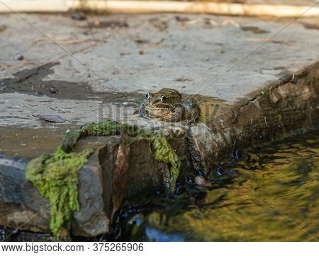 Amphibian River Frog Sits In The Morning On The River Bank In The Golan Heights, In Northern Israel