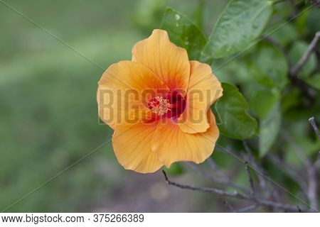 Orange Hibiscus Flower, Chinese Rose Or Chaba Flower Bloom On Blur Nature Background.