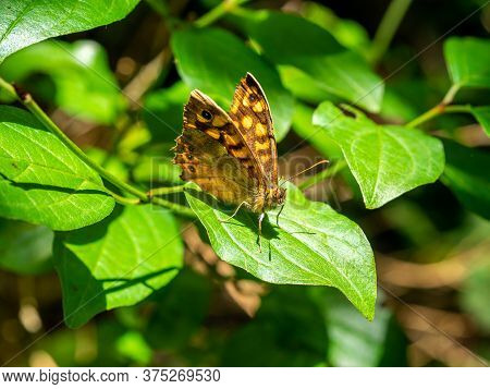 Speckled Wood Butterfly (pararge Aegeria) Perched On A Leaf With Blurred Background