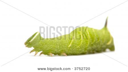 หนอนผีเสื้อเหยี่ยว Moth มะนาว - Mimas Tiliae