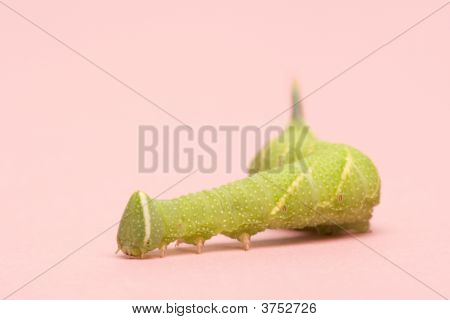 หนอนผีเสื้อเหยี่ยว Moth มะนาว - Mimas Tiliae
