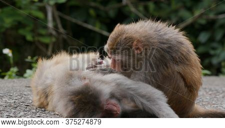 Monkey helps delousing each other