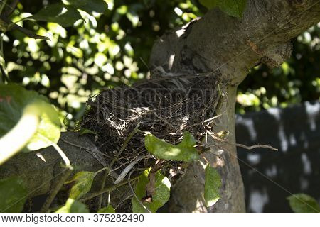 Honeybird\'s Nest Abandoned On A Hidden Apple Apple Plant