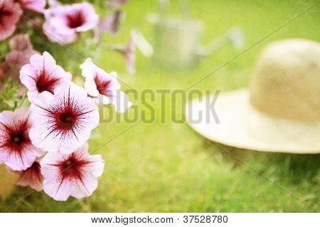 Pétunia est prêt à être planté au début de l'été (style grunge vintage)