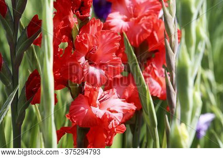 Gladiolus , Sword Lily,orange Gladiolus Flower. Image Of The Beautiful Summer Flowering Vibrant Red 