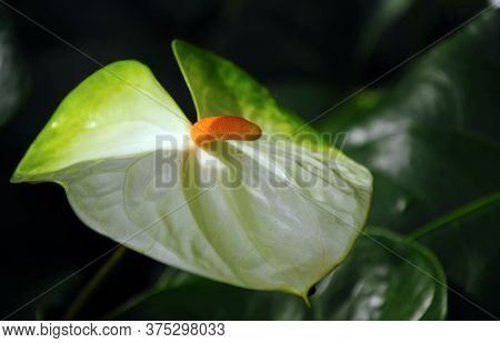 White Anthurium On A Black Background, Queen Sirikit Botanical Garden, Thailand.