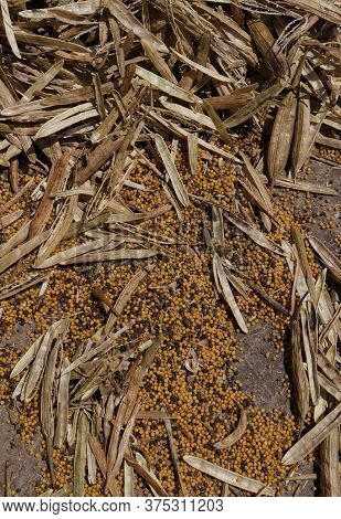 Threshed Mustard Pods On Floor In Vertical Orientation