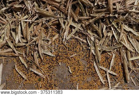 Top View Of Threshed Mustard Pods On Floor