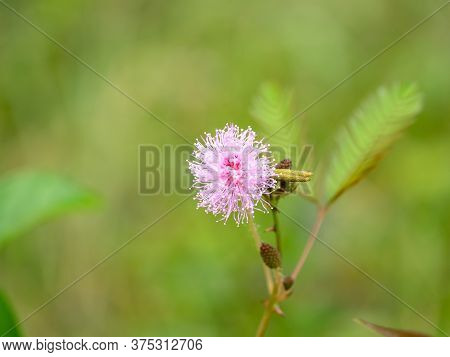 cloue up grass flower with green background for texture