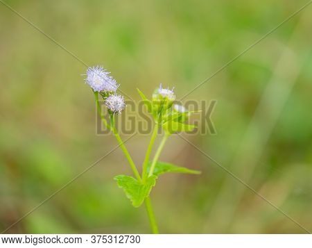 cloue up grass flower with green background for texture