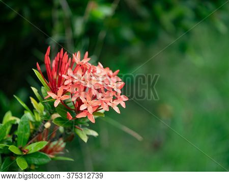 cloue up grass flower with green background for texture