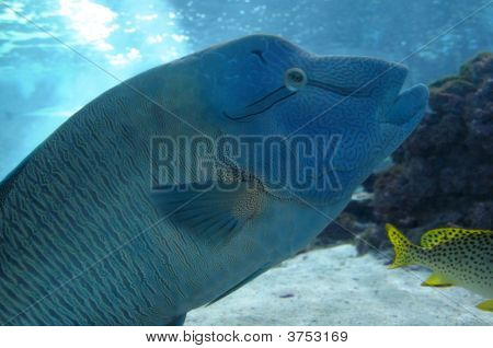 tropische Fische