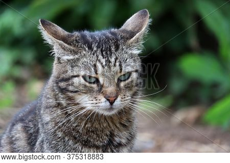 Offended Cat Sitting On A Summer Street. Portrait Of Angry Pet With Green Eyes Outdoor