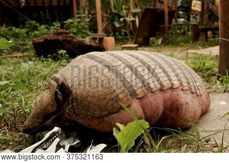 Eunapolis, Bahia / Brazil - December 1, 2009: Armadillo Peba Weighing 16 Kg Is Seen In The Hands Of 