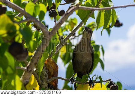 Tropical Mocking Bird, Mimus Gilvus, In A Tree, Guadeloupe, Caribbean