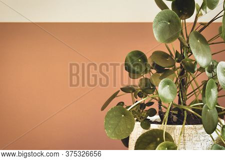Pilea Peperomioides Plant, Chinese Money Plant Or Pancake Plant Near Half White Half Peace Color Pai