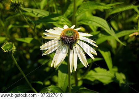 A White Swan Echinacea Flower, Also Known As Coneflower - An Herbaceous Flowering Perennial Plant Fr