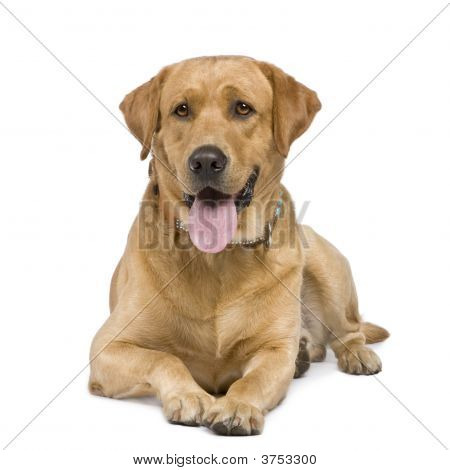 Labrador