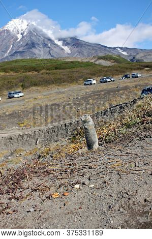 Arctic Ground Squirrel (urocitellus Parryii) In Kamchatka Peninsula On The Background Of The Koryaks