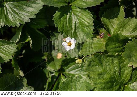 Flowering Bush Strawberries. Flowering Bush Strawberry White Flowers. Abundant Flowering Strawberrie