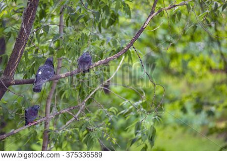 Three Gray Doves Sit On A Branch Of Green Deciduous Tree