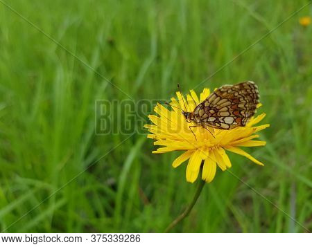 A Closeup Shot Of A Butterfly Sitting On A Yellow Flower