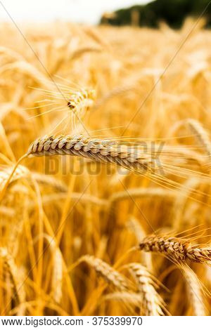 Wheat Spikelets In Field. Golden Wheat Field. High Quality Photo