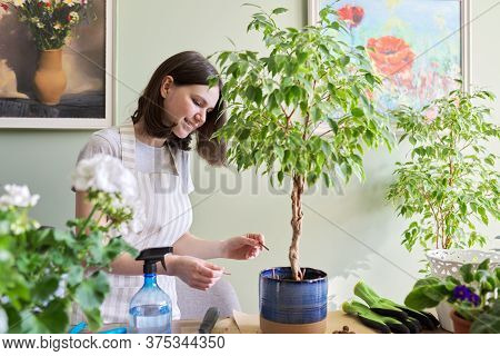 Girl Fertilizes Plant Ficus Benjamina Tree In Pot With Mineral Fertilizer In Sticks At Home. Cultiva