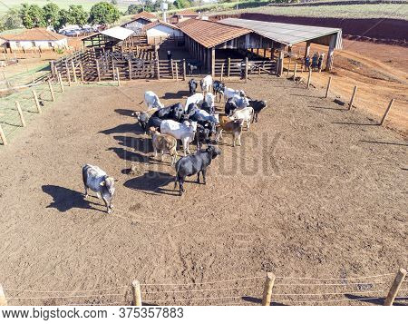 Livestock In Confinement, Oxen, Cows, Sunny Day