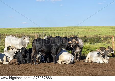 Livestock In Confinement, Oxen, Cows, Sunny Day