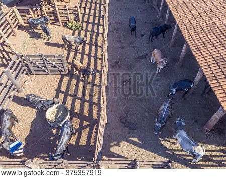 Livestock In Confinement, Oxen, Cows, Sunny Day