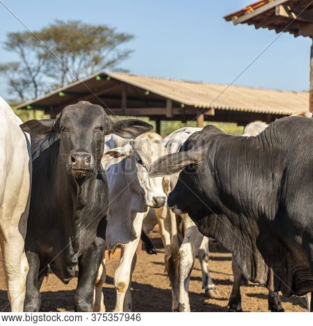 Livestock In Confinement, Oxen, Cows, Sunny Day
