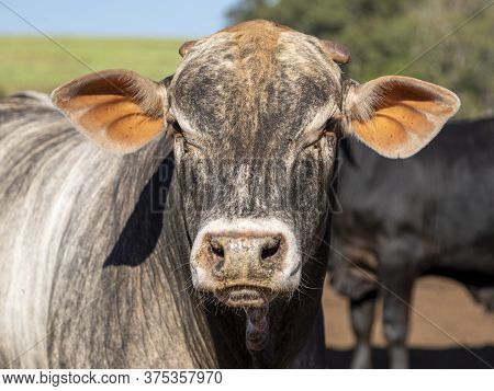 Portrait Of A Crossbreed Ox Of The Angus Breed With Nellore