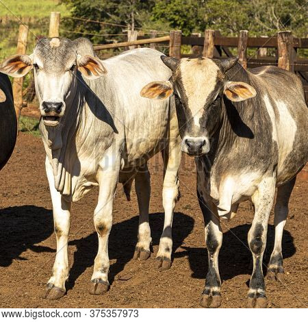 Portrait Of A Crossbreed Ox Of The Angus Breed With Nellore